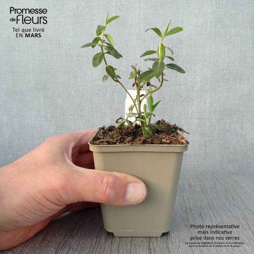 Exemplar von Euphorbia wallichii - Wallichs Wolfsmilch Kleine Töpfe von 8/9 cm wie im Frühjahr geliefert