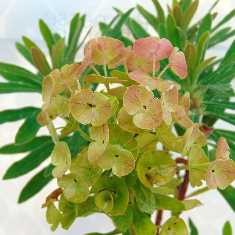 Euphorbia martinii Baby Charm - Busch-Wolfsmilch (Flowering)