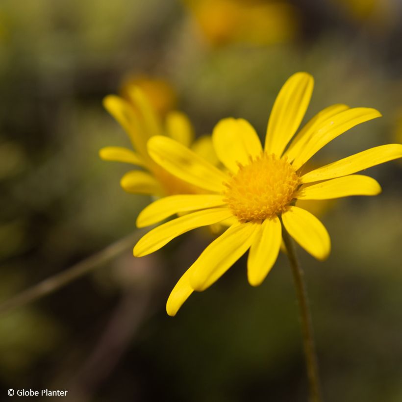 Euryops Infinity - Goldmargerite (Blüte)