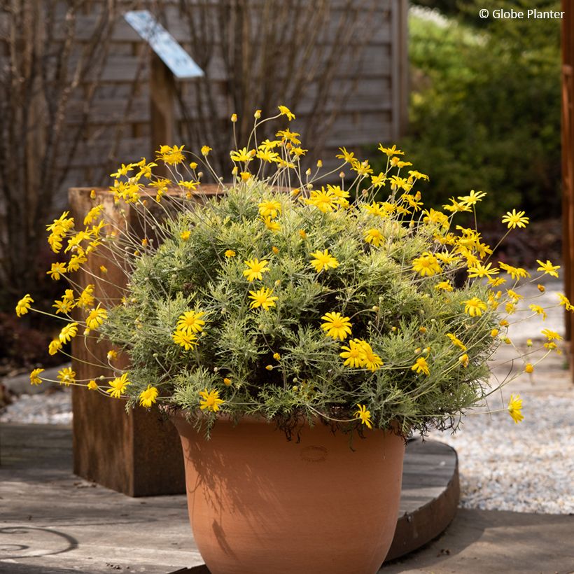 Euryops Infinity - Goldmargerite (Wuchs)