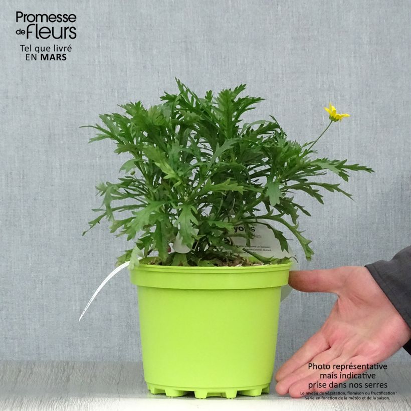 Example of Euryops chrysanthemoides - Goldmargerite Topf mit 2L/3L as you get in printemps