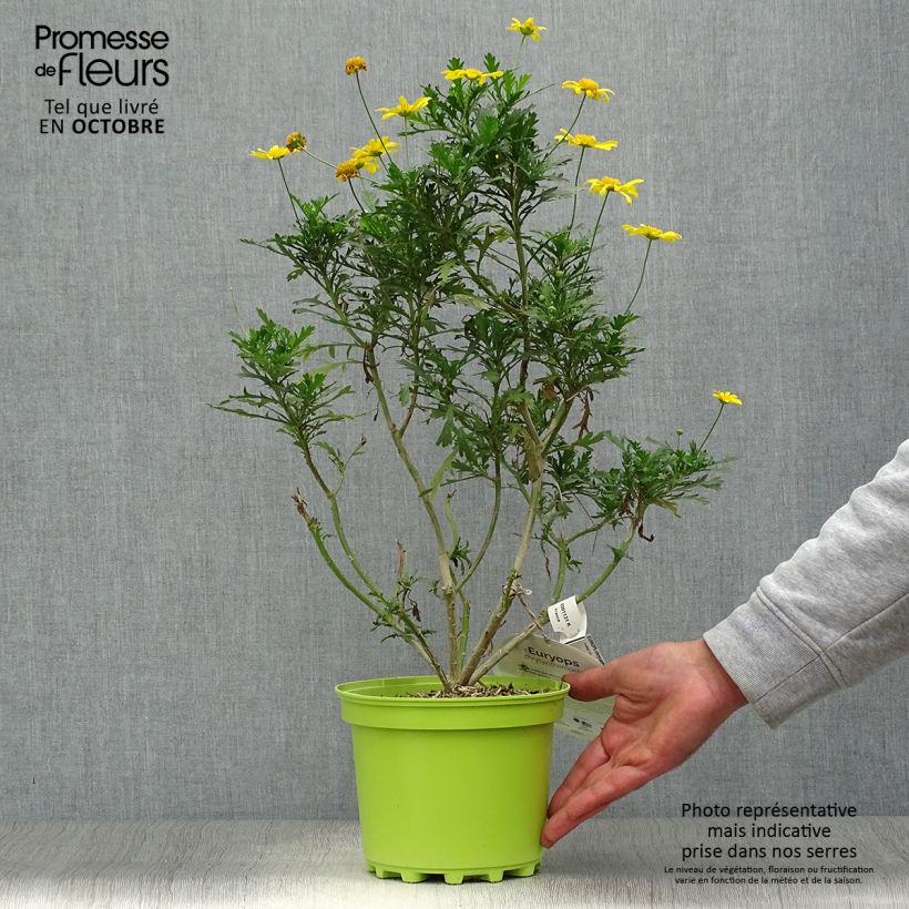 Exemplar von Euryops chrysanthemoides - Goldmargerite Topf mit 2L/3L wie im Herbst geliefert