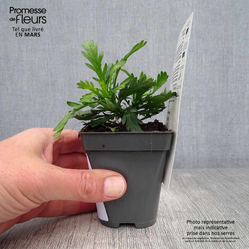 Exemplar von Euryops chrysanthemoides Sonnenschein - Goldmargerite Kleine Töpfe von 8/9 cm wie im Frühjahr geliefert