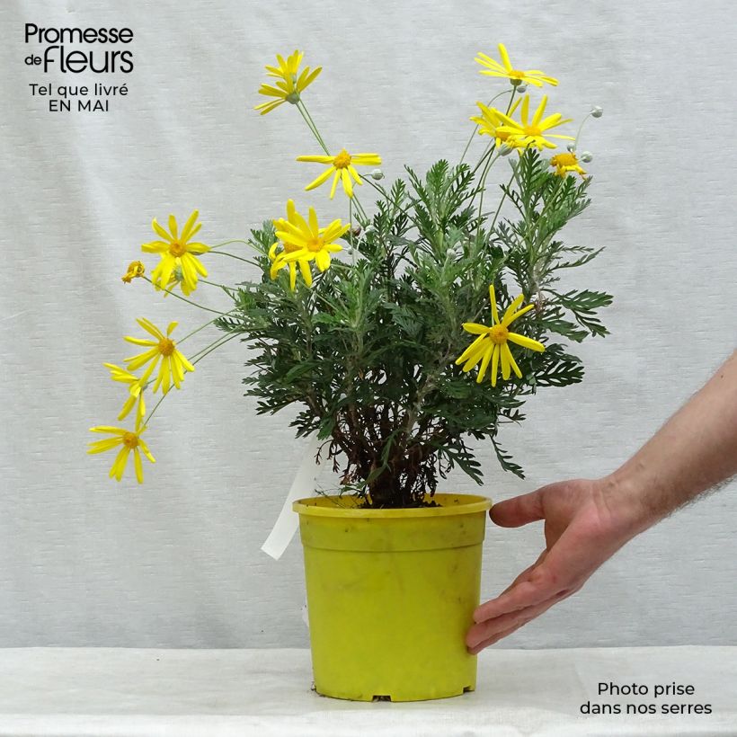 Exemplar von Euryops pectinatus - Goldmargerite Topf mit 2L/3L wie im Frühjahr geliefert