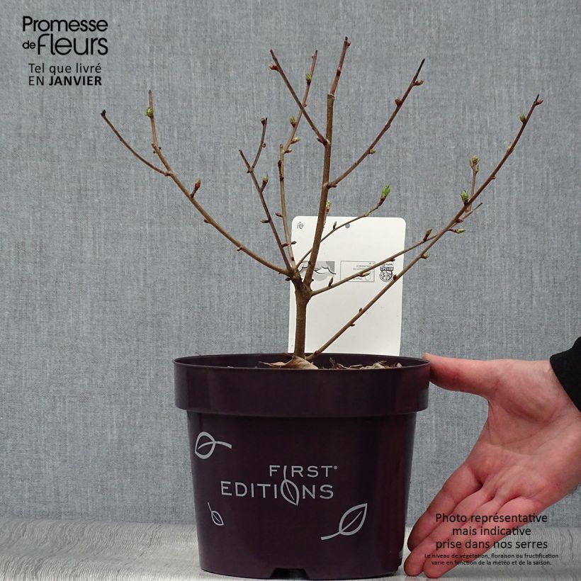 Example of Prunkspiere Lotus Moon - Exochorda macrantha Topf mit 3L/4L as you get in hiver