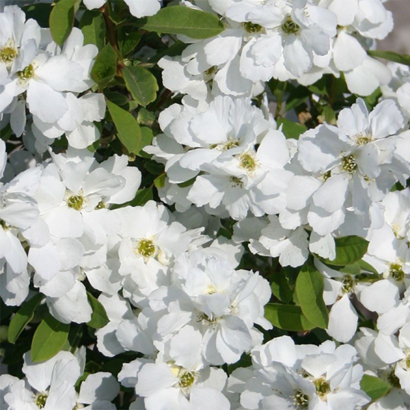 Prunkspiere Magical Springtime - Exochorda racemosa (Flowering)