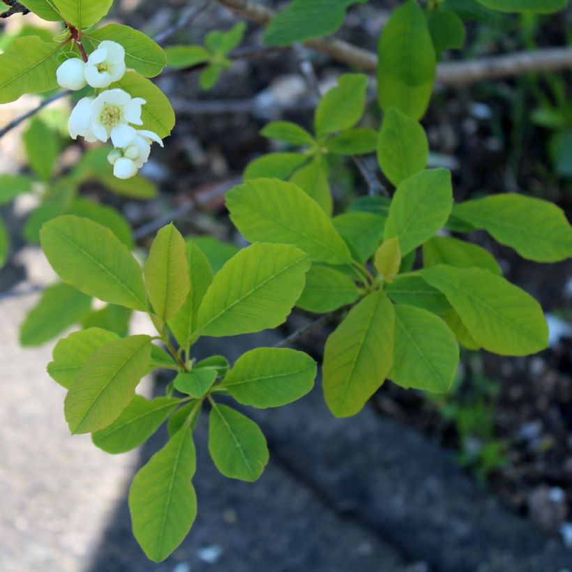Prunkspiere Magical Springtime - Exochorda racemosa (Foliage)