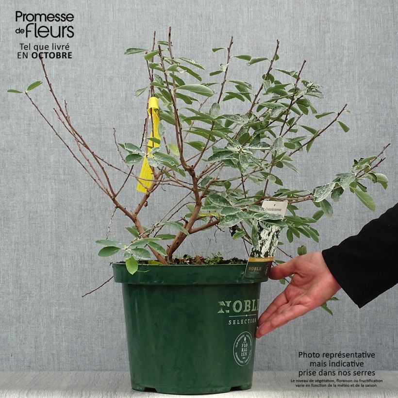 Exemplar von Prunkspiere Niagara - Exochorda racemosa Topf mit 7,5L/10L wie im Herbst geliefert