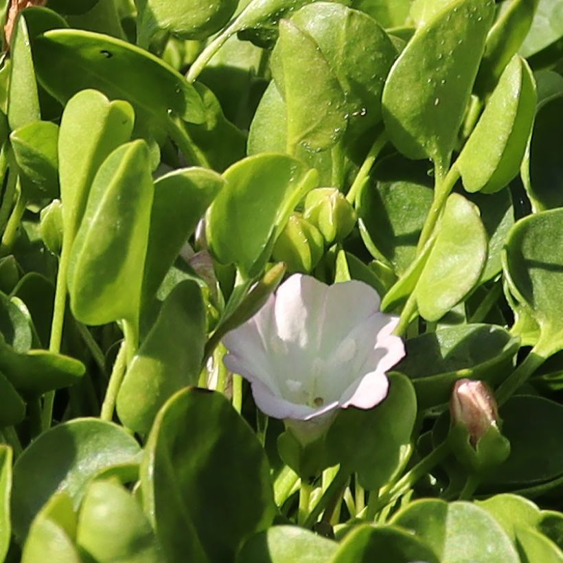Falkia repens (Blüte)