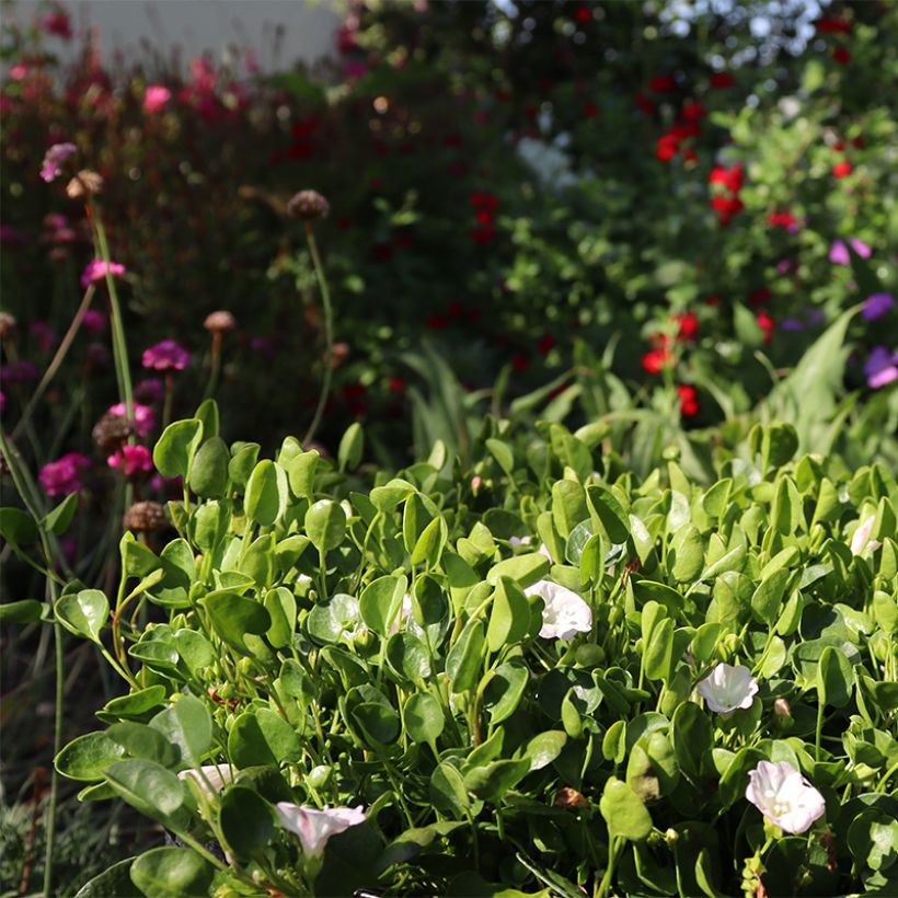 Falkia repens (Wuchs)