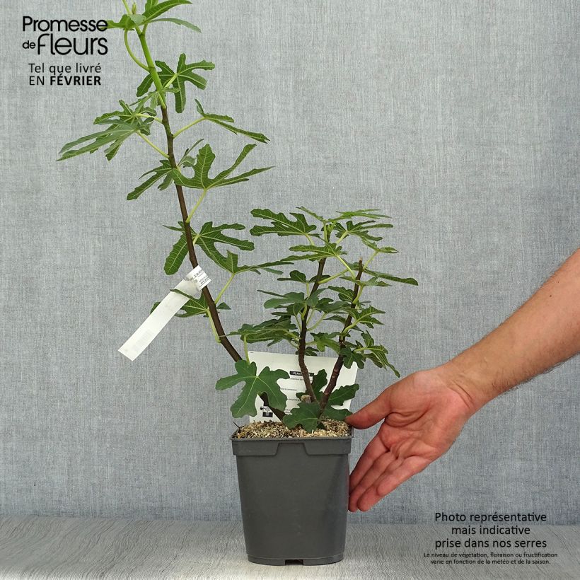 Exemplar von Figuier Marseillaise - Ficus carica    Pot de 2L/3L wie im Herbst geliefert