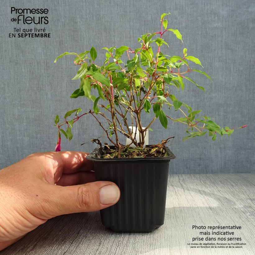 Exemplar von Fuchsia magellanica - Scharlach-Fuchsie Kleine Töpfe von 8/9 cm wie im Herbst geliefert