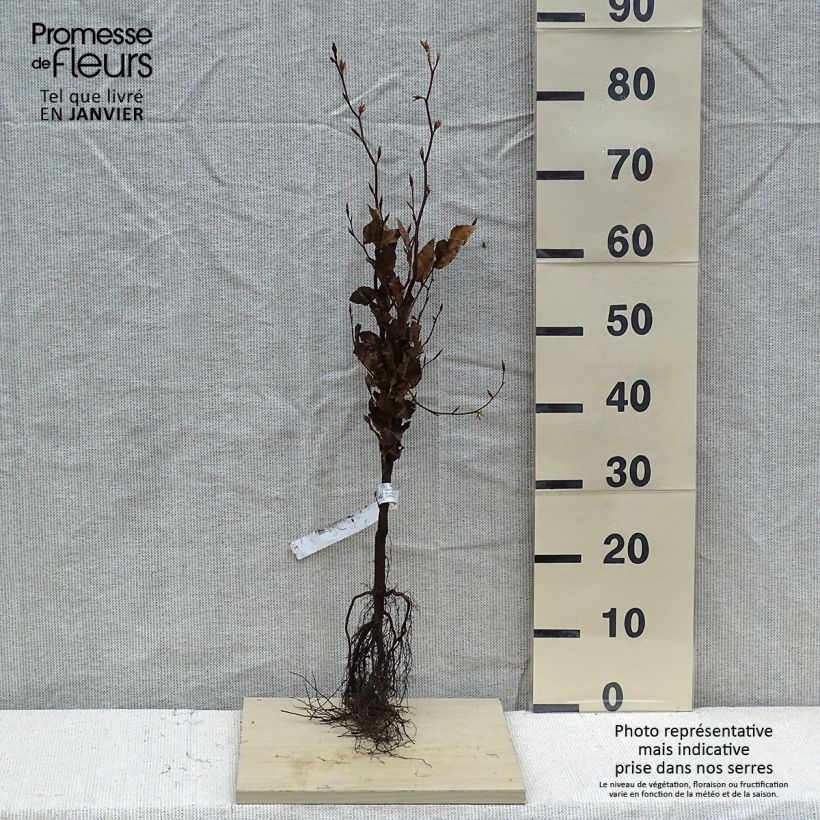 Example of Rotbuche Atropurpurea - Fagus sylvatica Wurzelnackt as you get in hiver