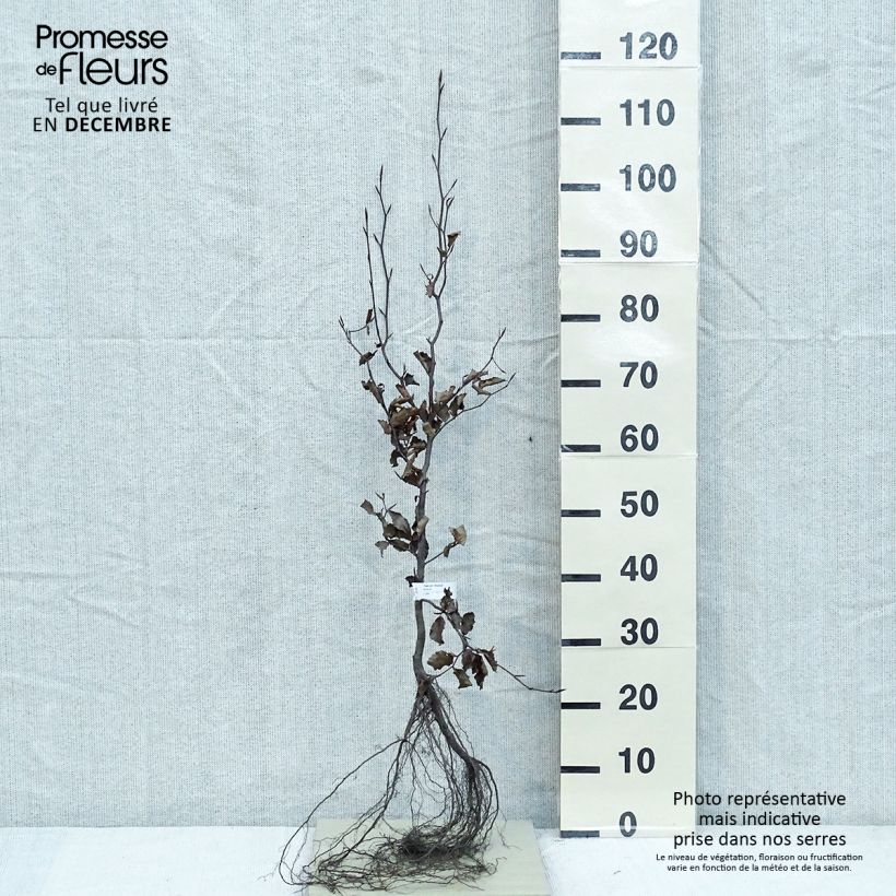 Example of Rotbuche Atropurpurea - Fagus sylvatica Wurzelnackt as you get in hiver