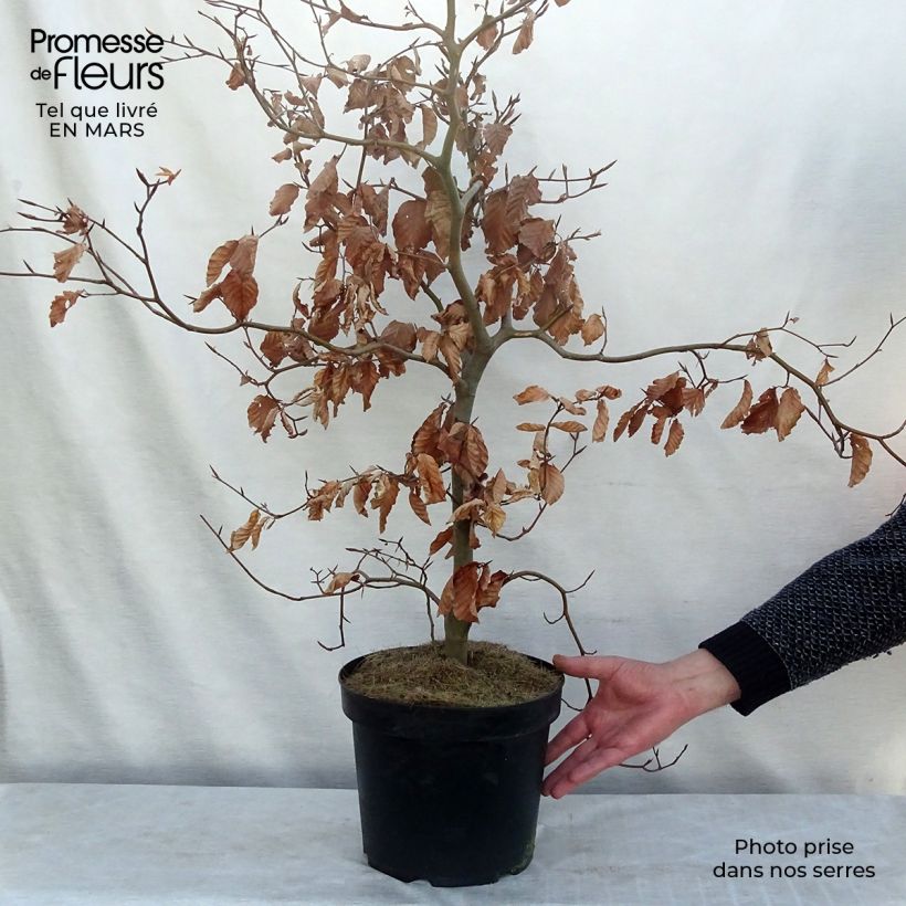 Example of Rotbuche Atropurpurea - Fagus sylvatica Topf mit 4L/5L as you get in printemps