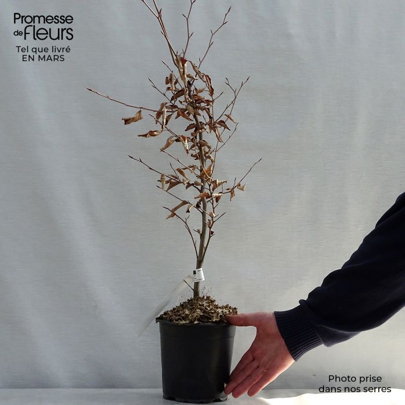 Example of Rotbuche Atropurpurea - Fagus sylvatica Topf mit 2L/3L as you get in printemps