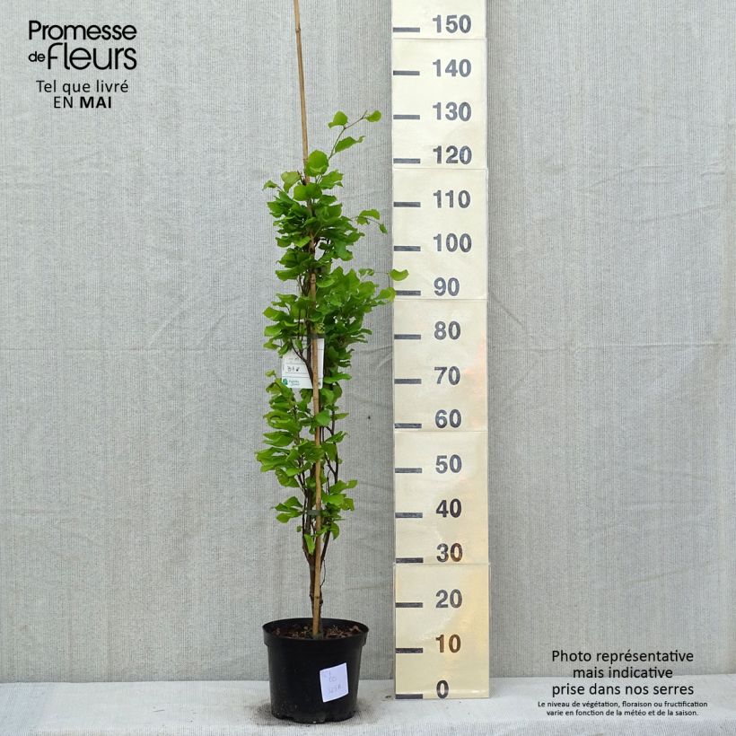 Example of Rotbuche Dawyck Gold - Fagus sylvatica Topf mit 4L/5L as you get in printemps