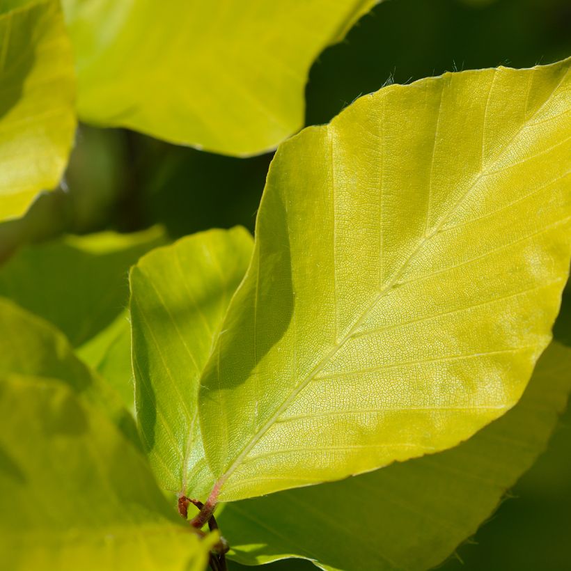 Rotbuche Dawyck Gold - Fagus sylvatica (Foliage)
