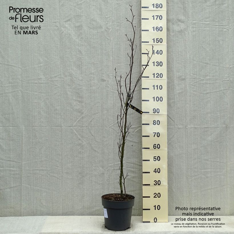Example of Rotbuche Dawyck - Fagus sylvatica Topf mit 4L/5L as you get in printemps