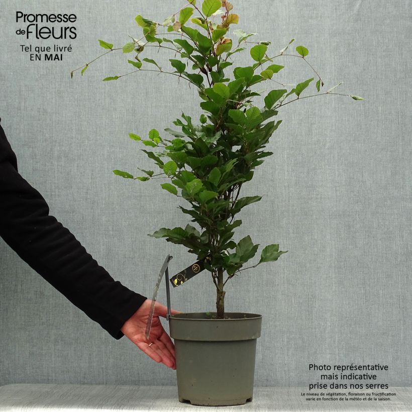 Example of Rotbuche Dawyck Purple - Fagus sylvatica Topf mit 4L/5L as you get in printemps