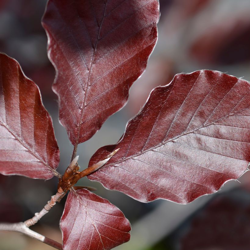 Rotbuche Dawyck Purple - Fagus sylvatica (Foliage)