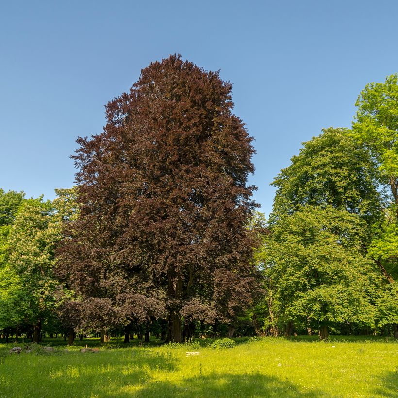Rotbuche Dawyck Purple - Fagus sylvatica (Plant habit)