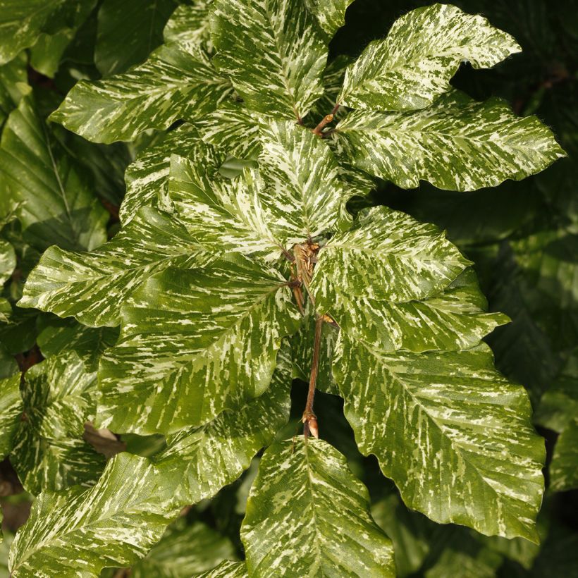 Rotbuche Marmor Star - Fagus sylvatica (Foliage)