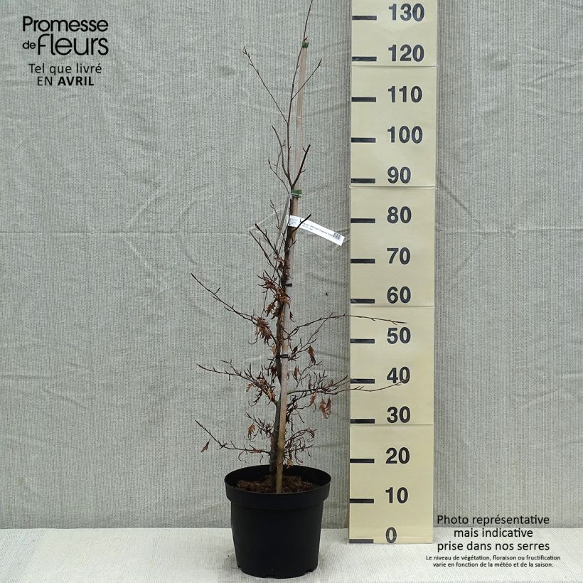Exemplar von Rotbuche Midnight Feather - Fagus sylvatica Topf mit 4L/5L wie im Frühjahr geliefert