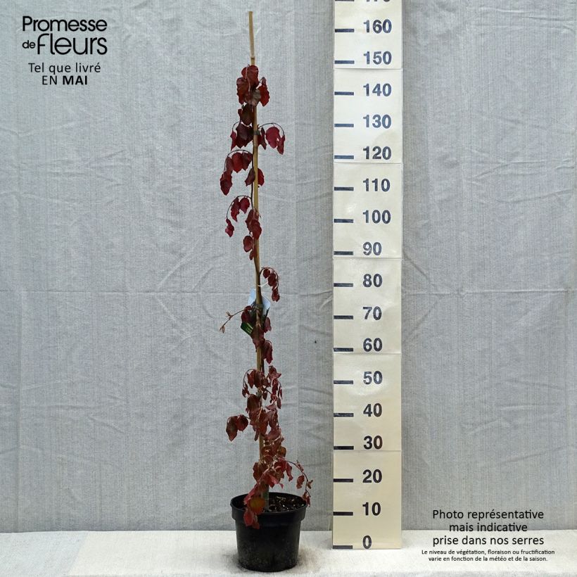Example of Rotbuche Purple Fountain - Fagus sylvatica Topf mit 4L/5L as you get in printemps