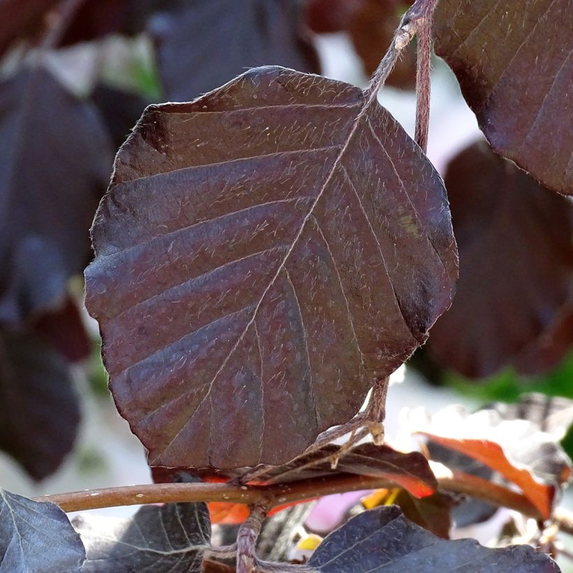 Rotbuche Purple Fountain - Fagus sylvatica (Foliage)