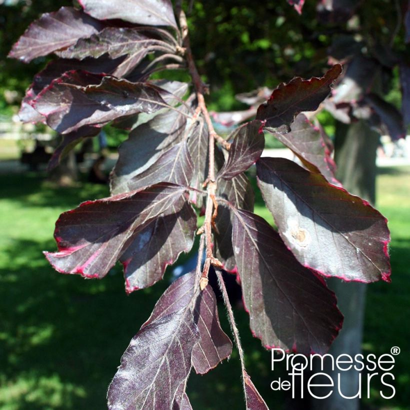 Rotbuche Purpurea Pendula - Fagus sylvatica (Foliage)