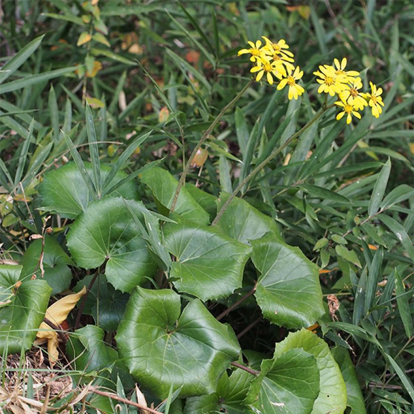 Farfugium japonicum - Japanischer Scheingoldkolben (Wuchs)