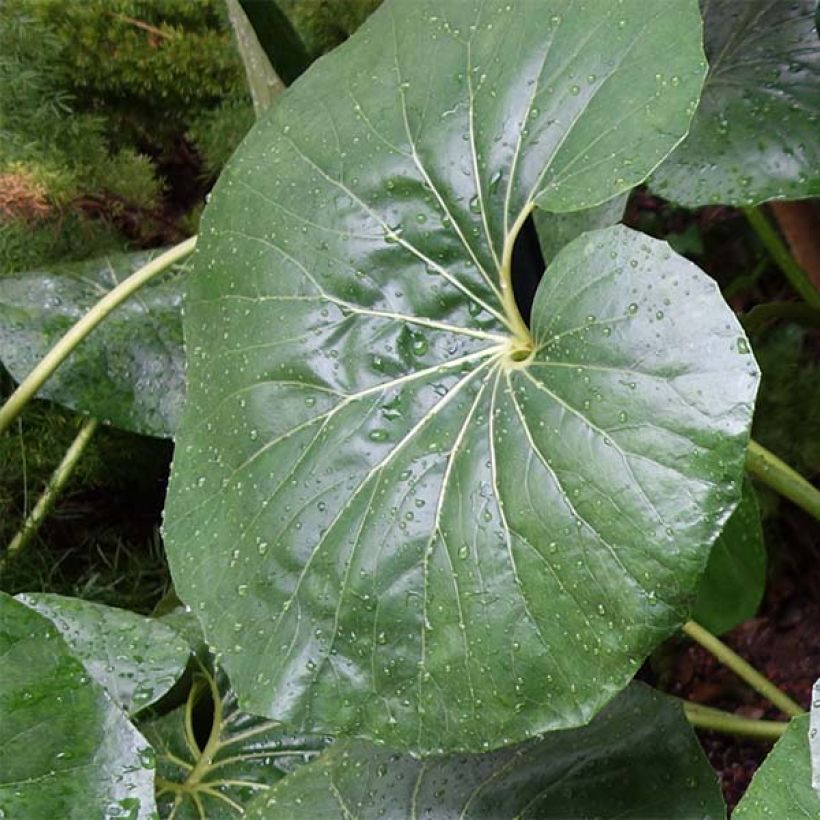 Farfugium japonicum Gigantea - Japanischer Scheingoldkolben (Foliage)
