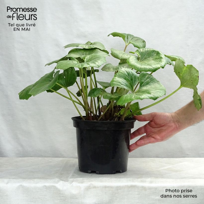 Example of Farfugium japonicum Gigantea - Japanischer Scheingoldkolben Topf mit 3L/4L as you get in printemps