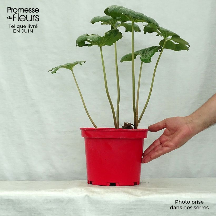 Exemplar von Farfugium japonicum - Japanischer Scheingoldkolben Topf mit 3L/4L wie im Sommer geliefert
