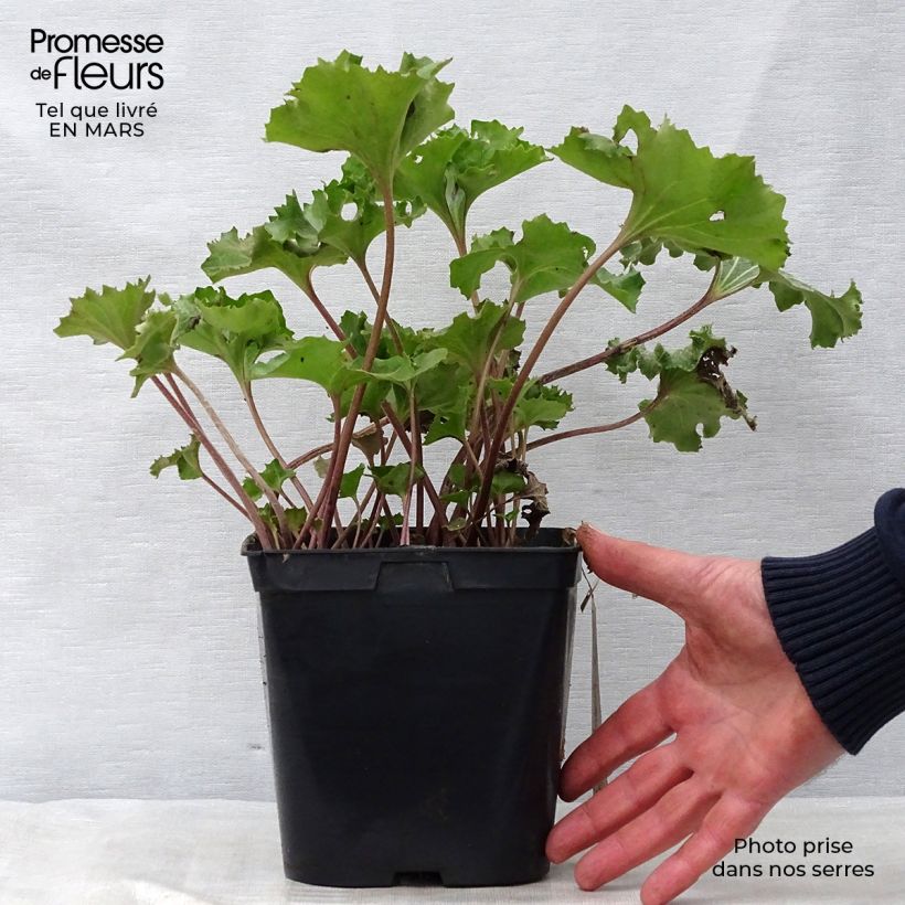 Example of Farfugium japonicum Wavy Gravy - Japanischer Scheingoldkolben Topf mit 2L/3L as you get in printemps