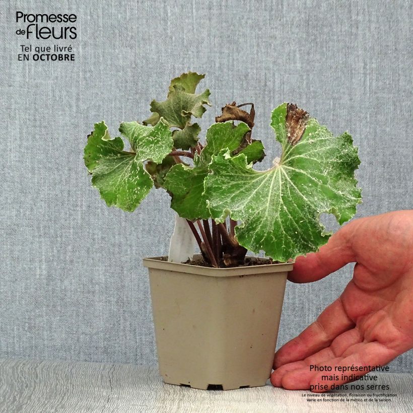 Exemplar von Farfugium japonicum Wavy Gravy - Japanischer Scheingoldkolben Kleine Töpfe von 8/9 cm wie im Herbst geliefert