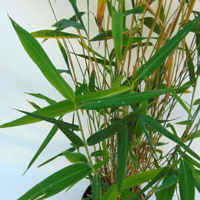 Fargesia papyrifera Blue Dragon - Bambus (Foliage)