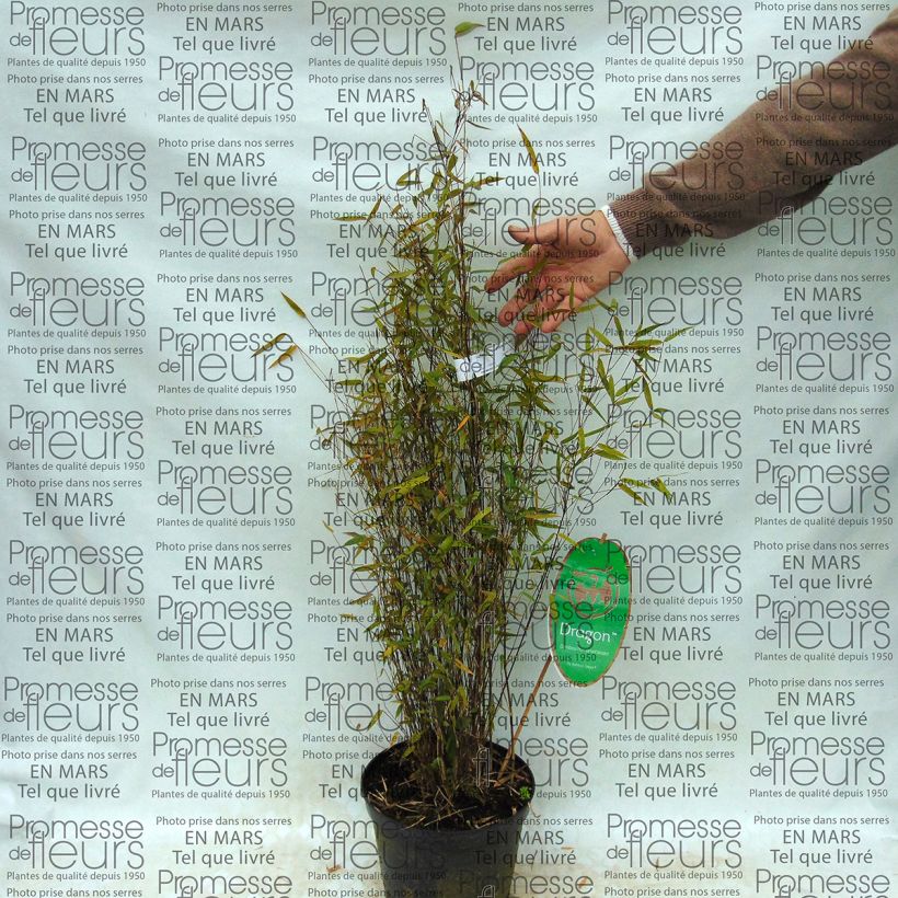 Beispiel eines Exemplars von Fargesia sp Sichuan Green Dragon - Bambus Topf mit 2L/3L wie geliefert