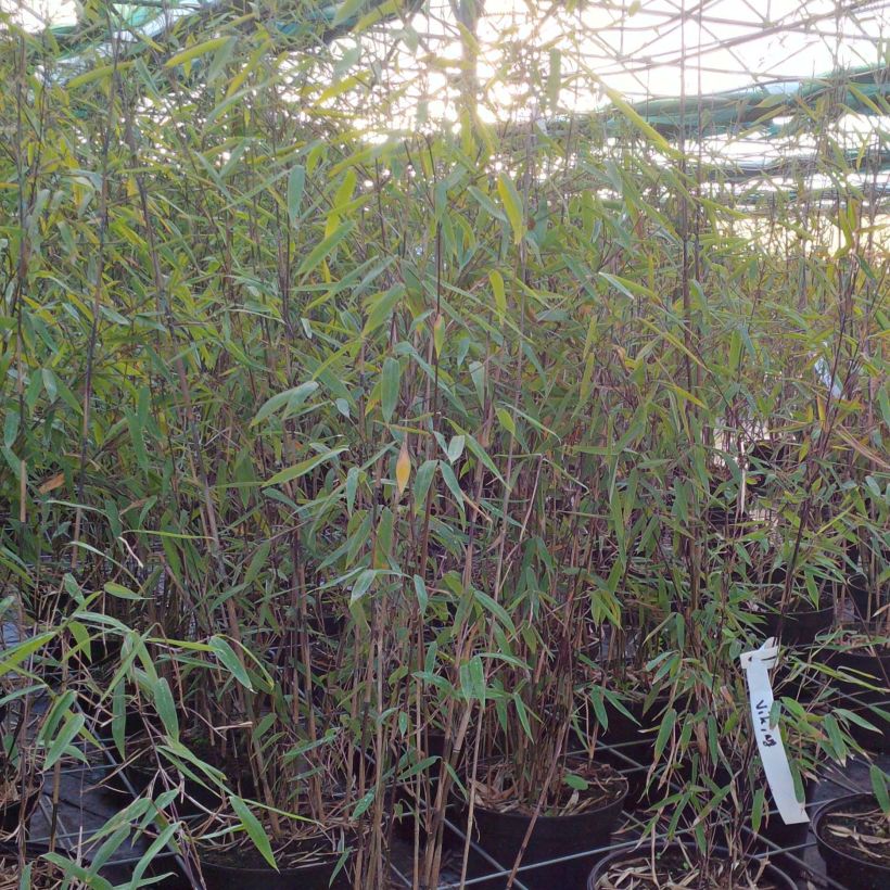 Fargesia Viking - Bambus (Wuchs)