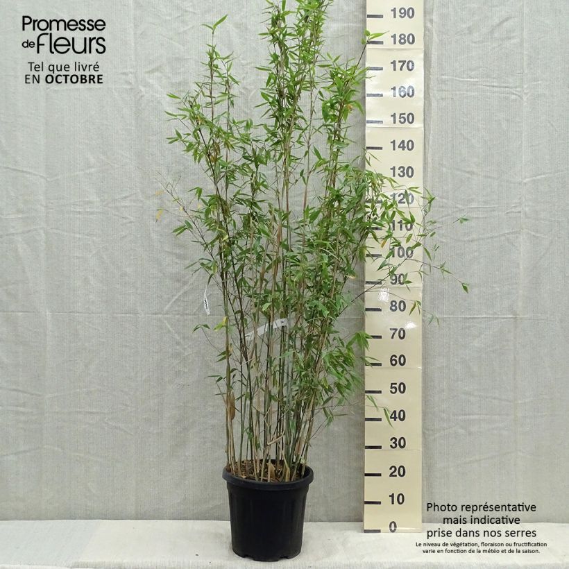 Exemplar von Fargesia Viking - Bambus Topf mit 12L/15L wie im Frühjahr geliefert