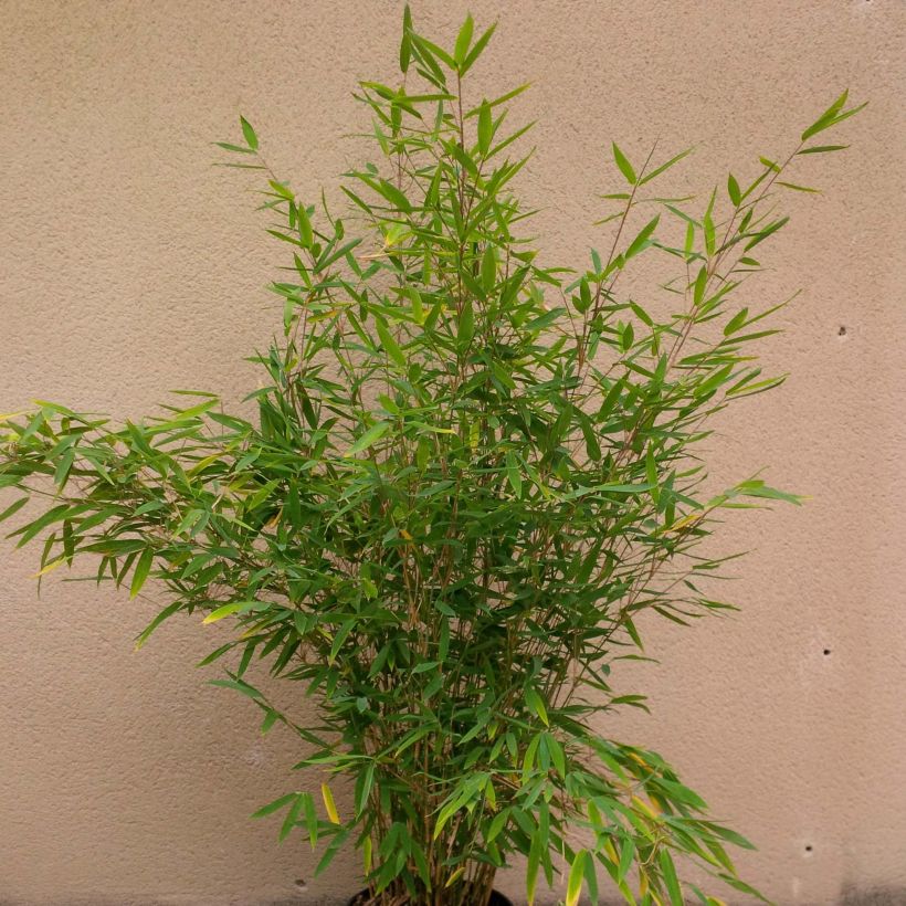 Fargesia Winter Joy - Bambus (Plant habit)