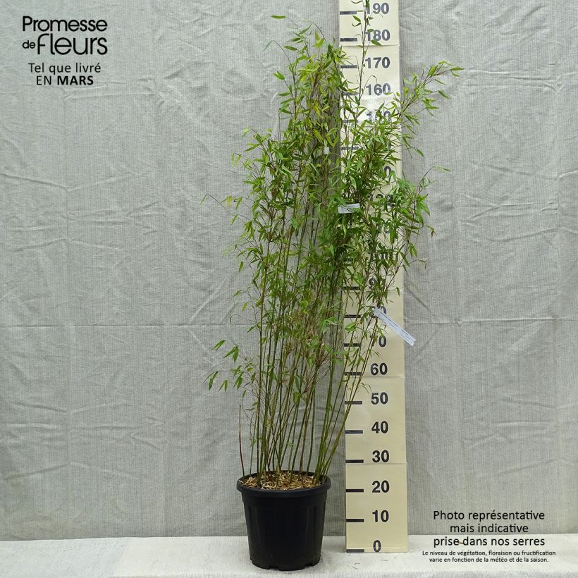 Example of Fargesia denudata Lancaster 1 - Bambus Topf mit 12L/15L as you get in printemps