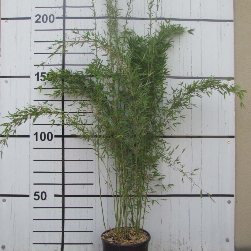 Fargesia denudata Lancaster 1 - Bambus (Plant habit)