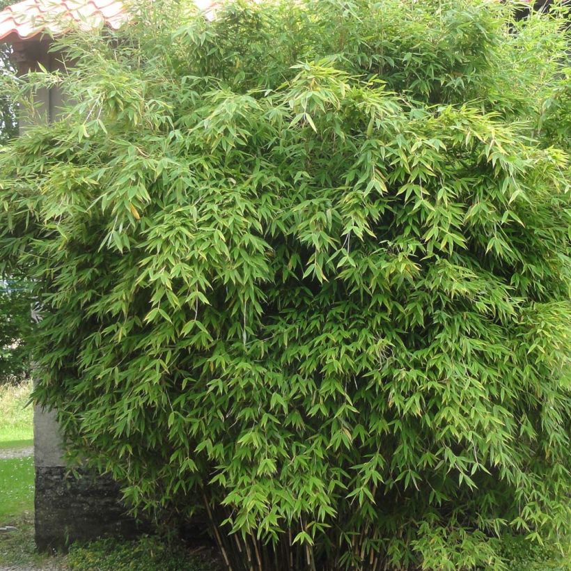 Fargesia murielae Dino - Bambus (Wuchs)