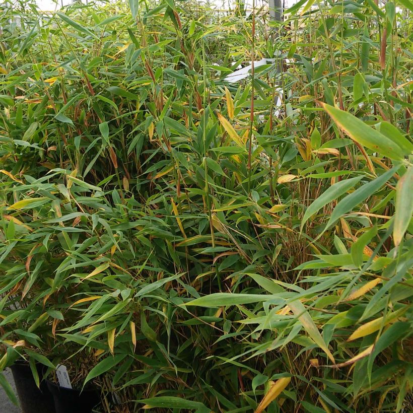 Fargesia murielae Panda - Bambus (Wuchs)