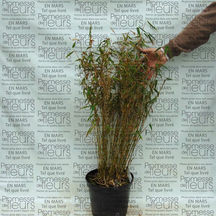 Beispiel eines Exemplars von Fargesia murielae Panda - Bambus Topf mit 2L/3L wie geliefert