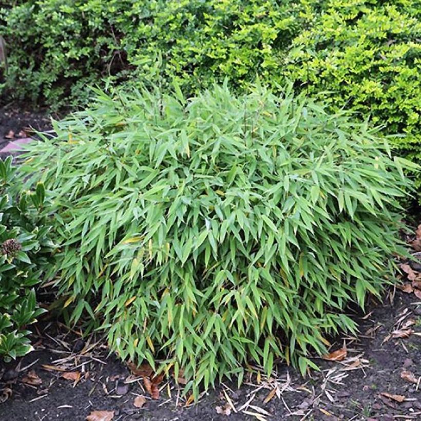 Fargesia murielae Elias - Bambus (Wuchs)