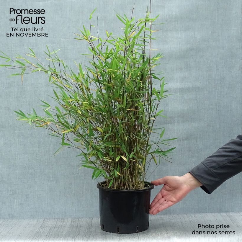 Exemplar von Fargesia nitida Black Pearl - Bambus Topf mit 4L/5L wie im Herbst geliefert