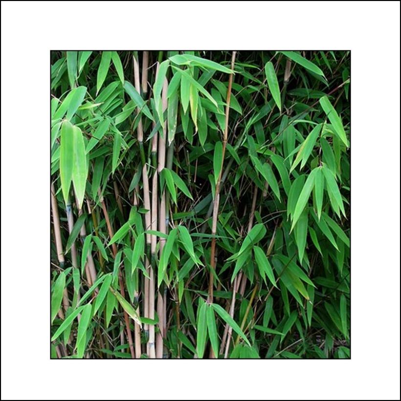 Fargesia Obelisk - Bambus (Foliage)
